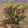 Nevada_es_arizona_hataran-004_1627827_8680_t