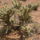 Nevada_es_arizona_hataran-011_1627834_4936_t