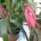 Billbergia nutans, - bókoló bilbergia