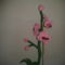 elsö orchideám