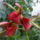 Erythrina_cristagalli__tarajos_korallfa_1628918_2468_t