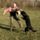 Rottweiler_trening_1628031_5782_t