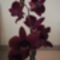 Bordó orchideám