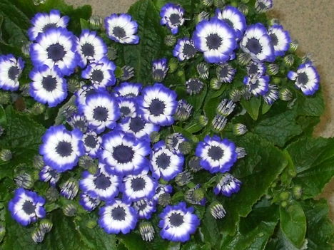 Cineraria