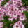 Cineraria-002_162676_27817_t