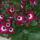 Cineraria_162685_70432_t