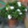 Gardenia_1_1062499_4880_t