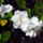 Gardenia_2_1062500_1459_t