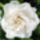 Gardenia_3_1062501_9249_t