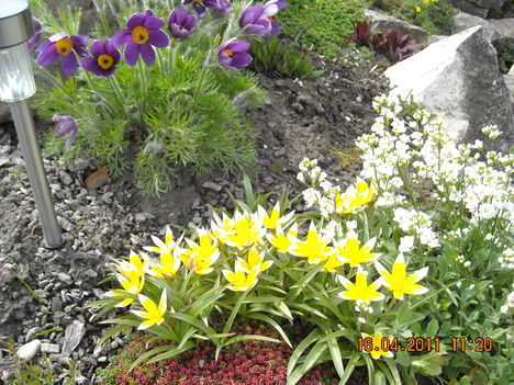 Ikravirág Tartda tulipán és kökörcsin