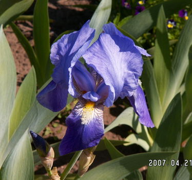 Kék liliom, Nőszirom - Iris germanica