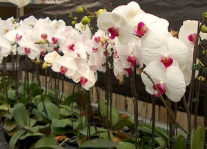 lepke orchidea 1