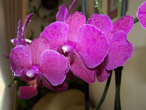 lepke orchidea 2