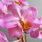 lepke orchidea 3