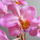 Lepke_orchidea_3_1062508_5450_t