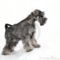 miniature-schnauzer-thumb18360122