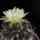 Neochilenia_jussieui_1602353_5050_t