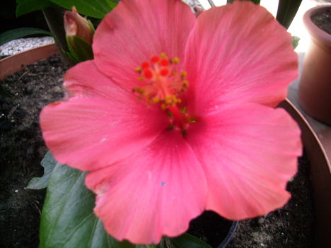 Hibiszkusz