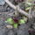 Langviragom_is_igyekszik_1631261_2037_t