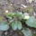 Nem_a_leg_jobb_kepaz_arvacska_kezd_nyilni_sargat_1631262_2034_t