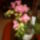 Orchidea_1631663_9921_t