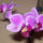Orchideak_1_1631305_8322_t