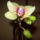 Orchideak_2_1631306_9827_t