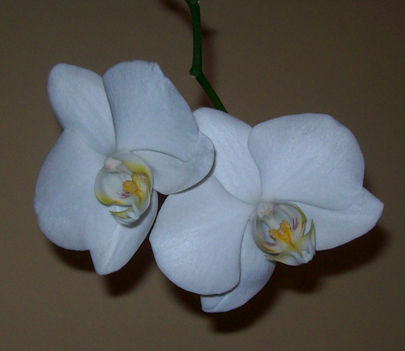Orchideák 3