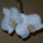 Orchideak_3_1631307_1357_t