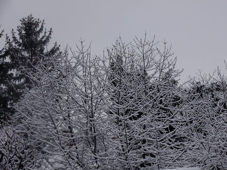 téli,havas fotók
