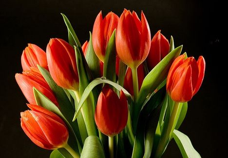 AB_piros tulipán