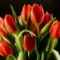 AB_piros tulipán