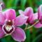 kantavar_orchidea_1