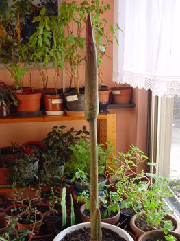 Leopárdpálma