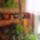 Leopardpalma-001_1633283_2344_t