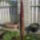 Leopardpalma_ma_delutan_6_1633308_6738_t