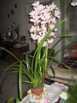 orchidea cimbi 001