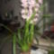 orchidea cimbi 001