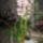 Orchidea_cimbi_001_1633898_8860_t