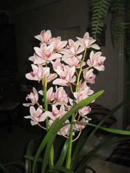 orchidea cimbi 006