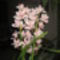 orchidea cimbi 006