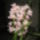 Orchidea_cimbi_006_1633897_3078_t