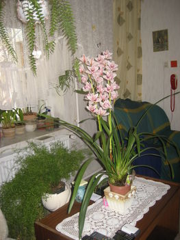 orchidea cimbi 008
