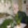 Orchidea_cimbi_008_1633899_2040_t