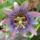 Passiflora_caerulea__blue_passion_flower1_1633923_9444_t