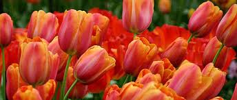 szines pici tulipn