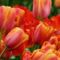 szines pici tulipn