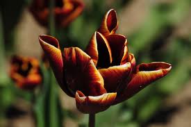 tulipán tulipán virág