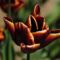 tulipán tulipán virág