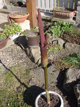 Leopárdpálma (Amorphophallus konjac) 2013. 03.05. 4